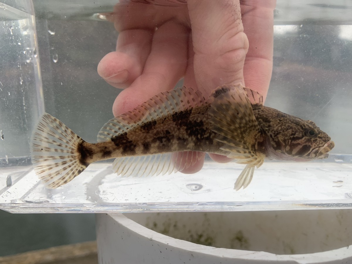 Sculpin, Prickly