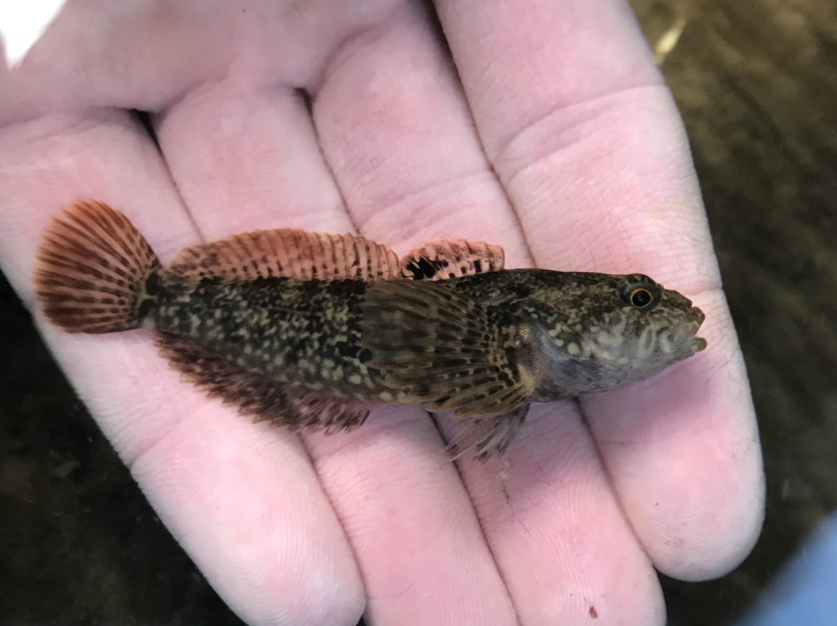 Sculpin, Reticulate