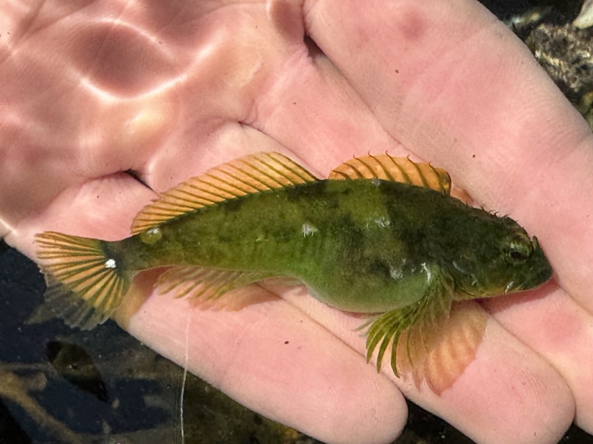 Sculpin, Tidepool (Green Phase)