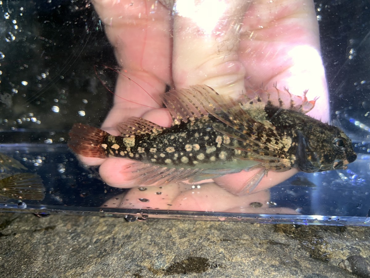 Sculpin, Tidepool (Mottled)