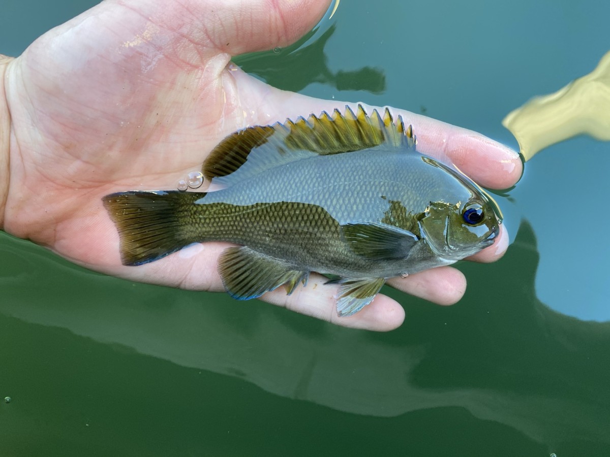 Sea Chub, Opaleye