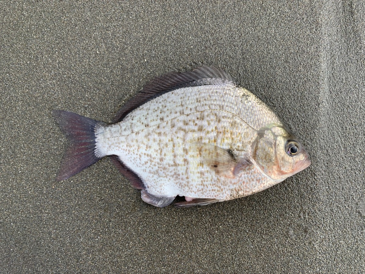 Sea_Surfperch, Calico