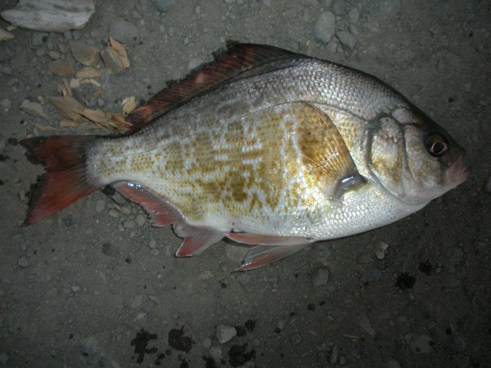 Sea_Surfperch, Redtail