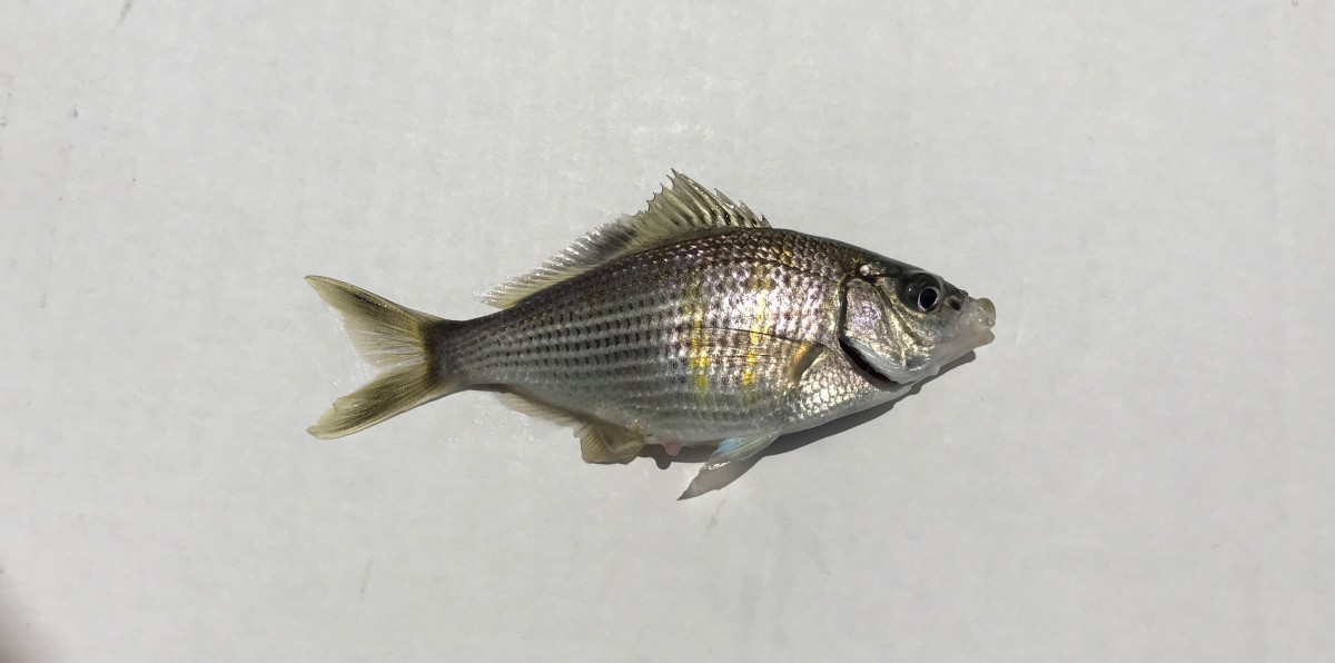 Sea_Surfperch, Shiner