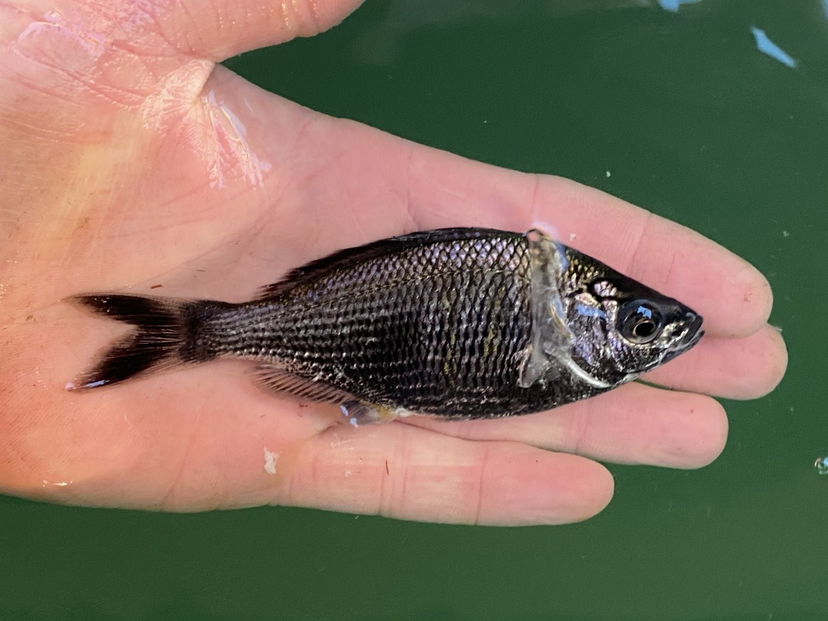 Sea_Surfperch, Shiner (Nuptial Male)