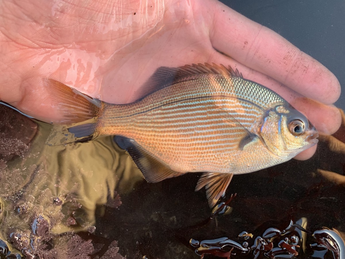 Sea_Surfperch, Striped (Juvenile)