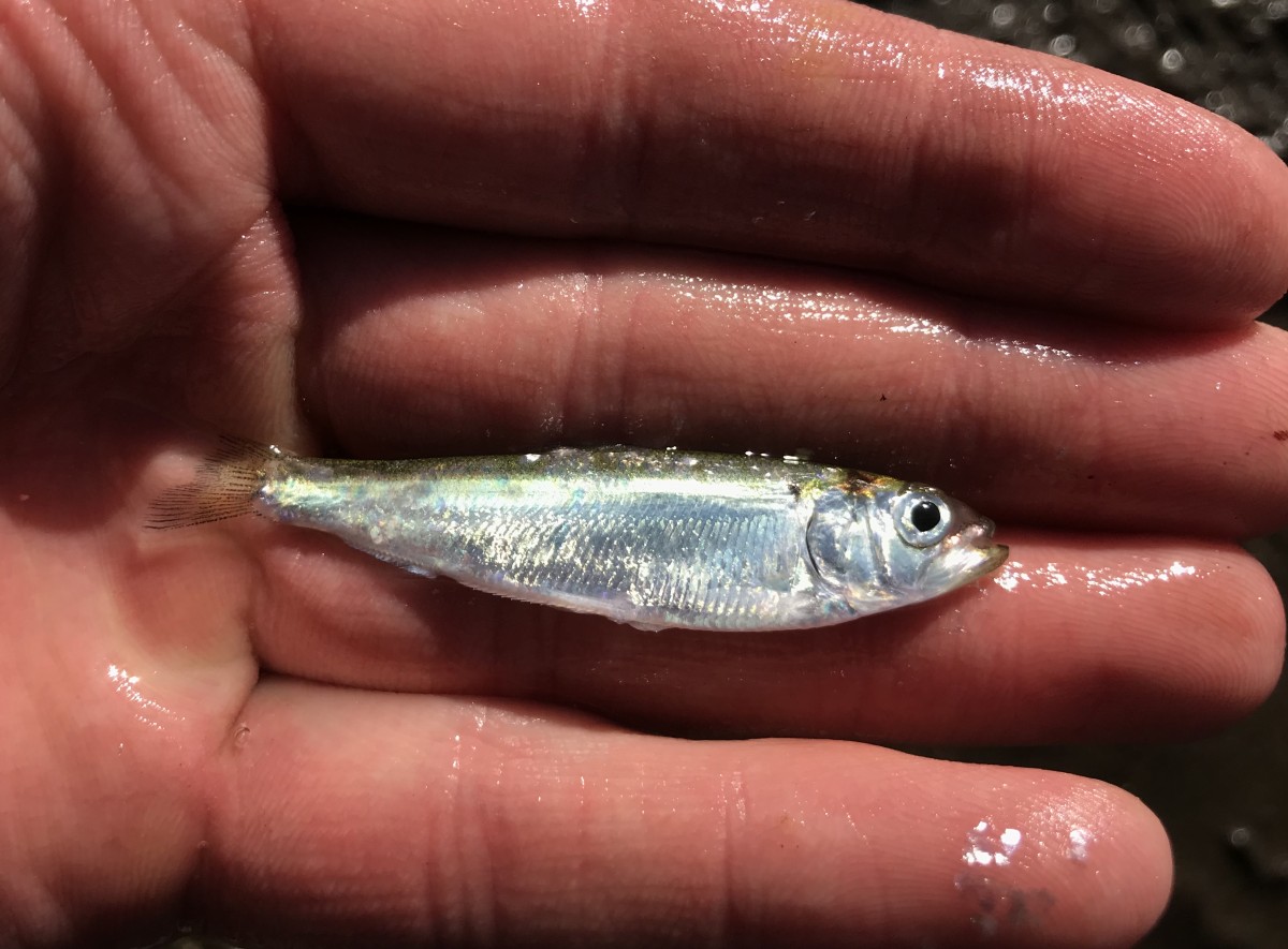 Shad, American (Juvenile)