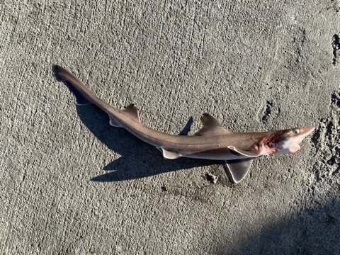 Shark, Brown Smoothhound