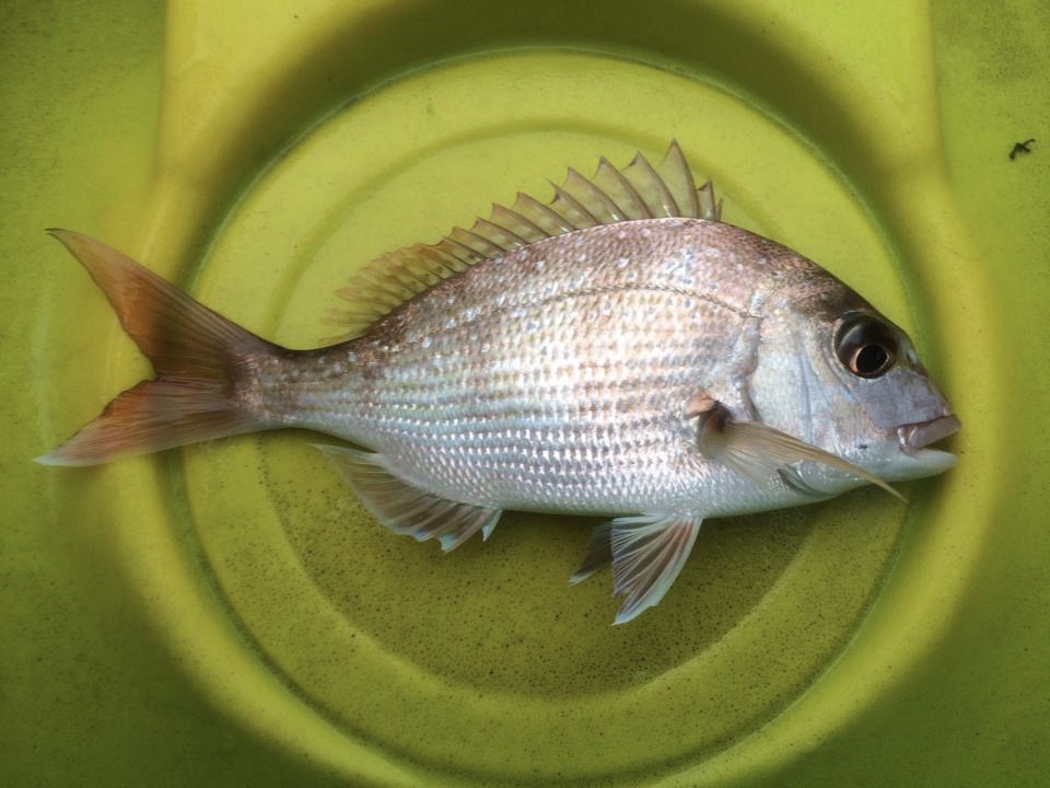 Snapper, Australasian