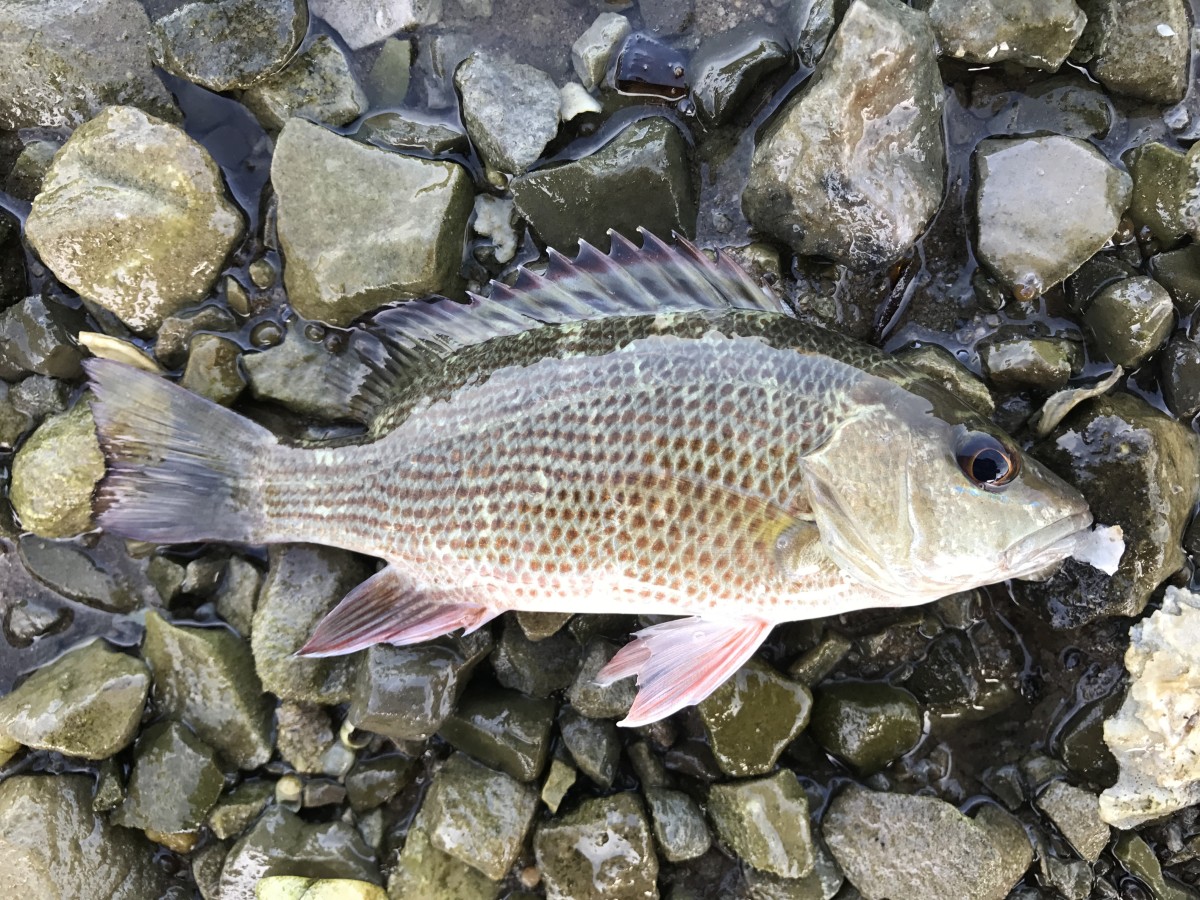 Snapper, Gray-Mangrove