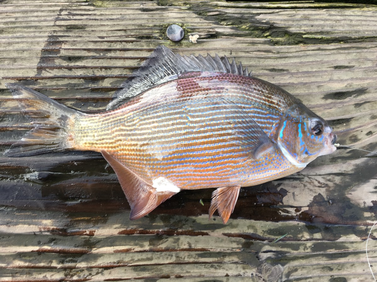 Striped Surfperch