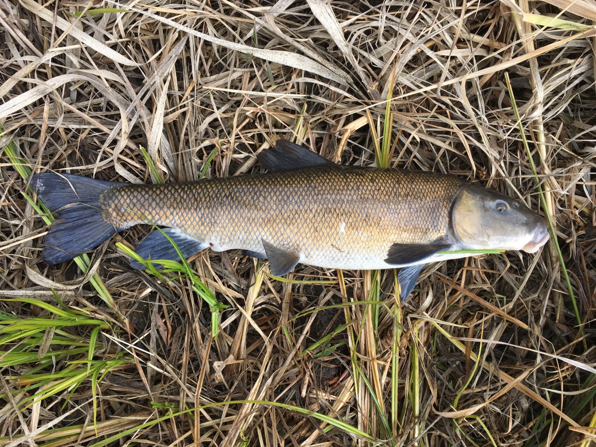 Sucker, Klamath Largescale