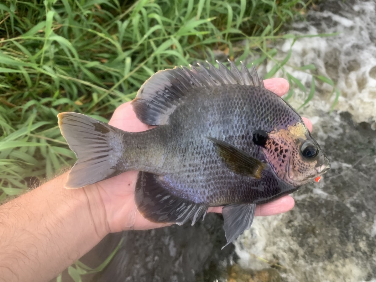 Sunfish, Bluegill (Coppernose)