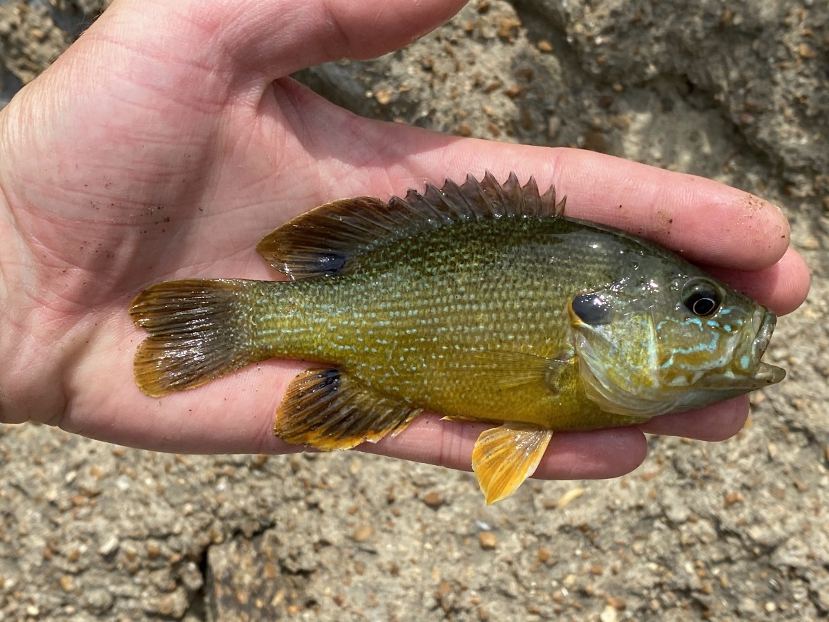 Sunfish, Green