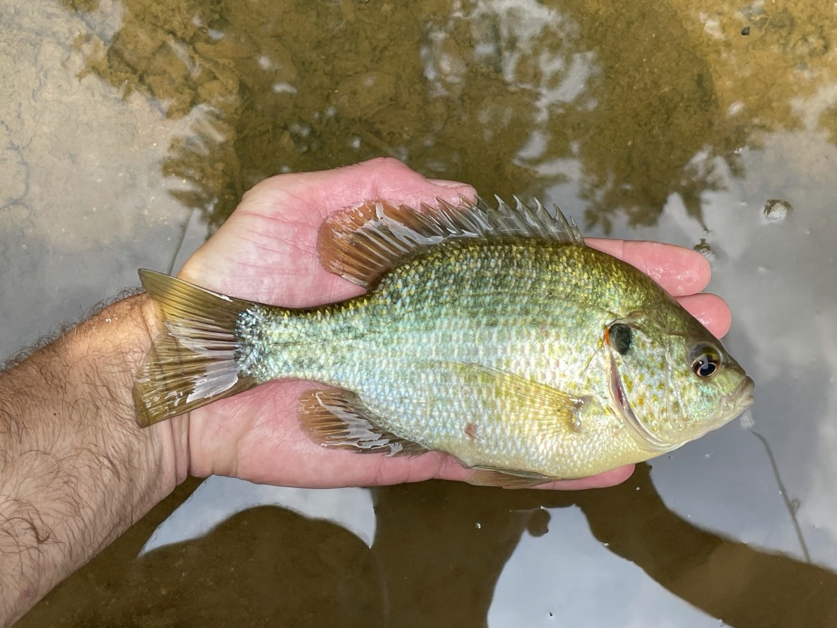 Sunfish, Redear