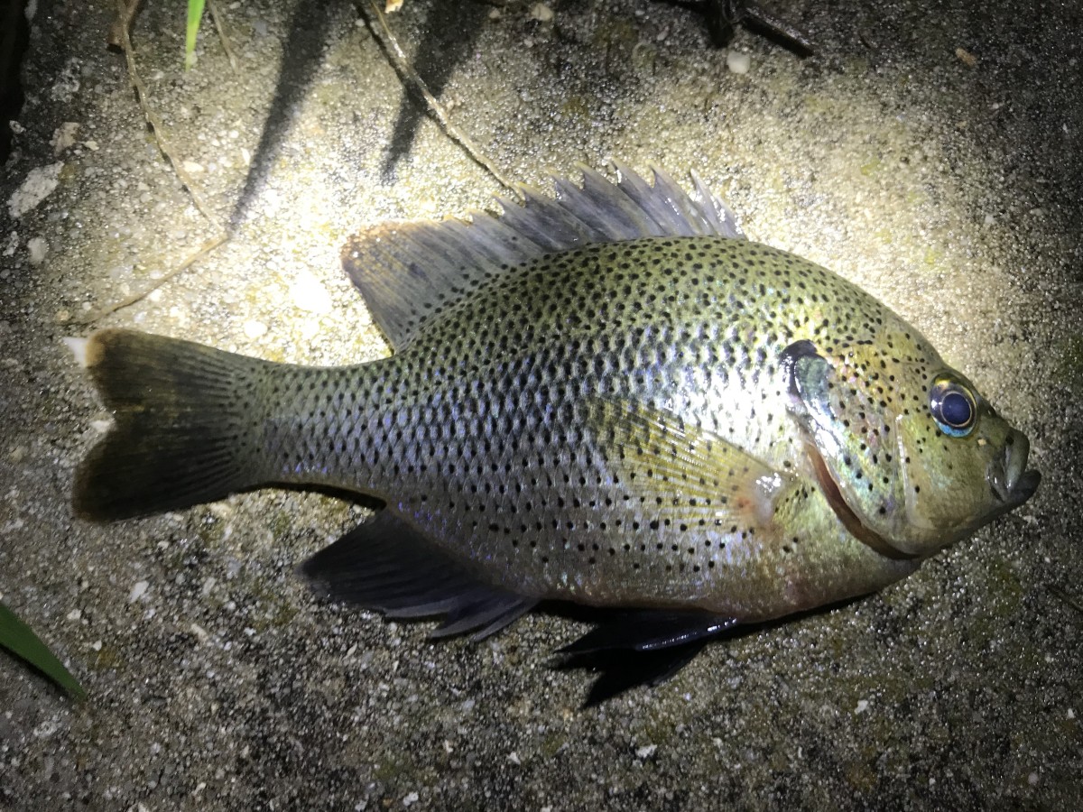 Sunfish, Spotted