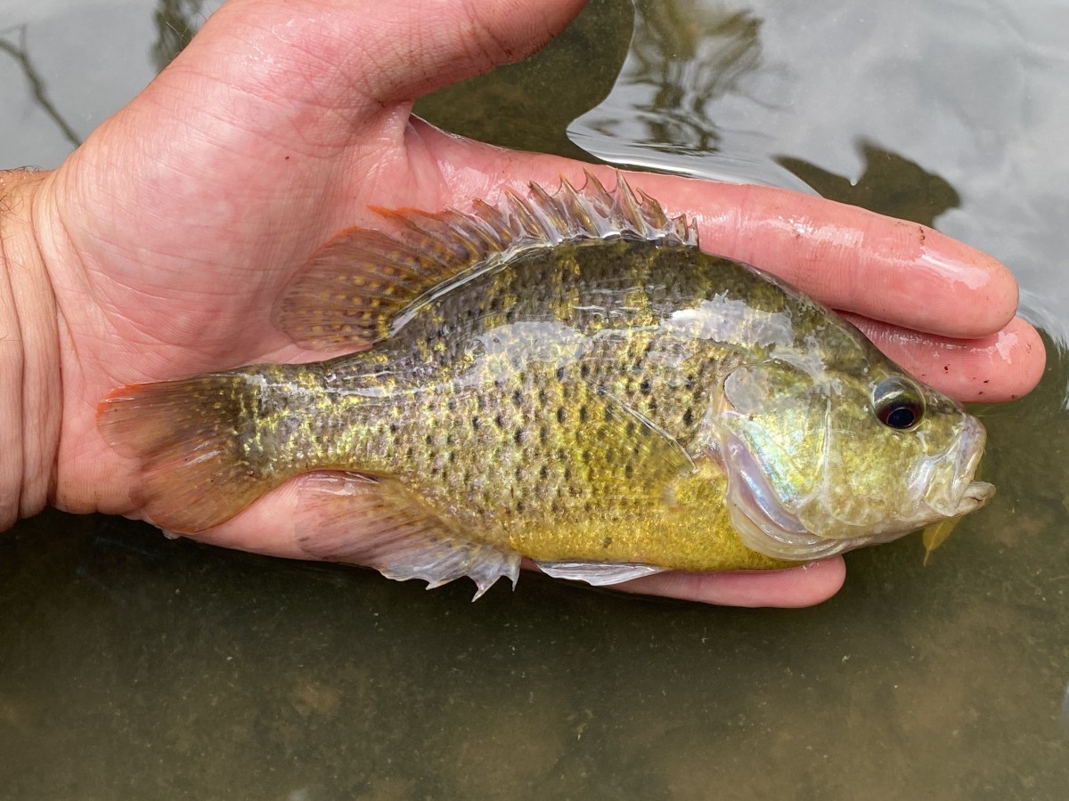 Sunfish, Warmouth (Northern AR)