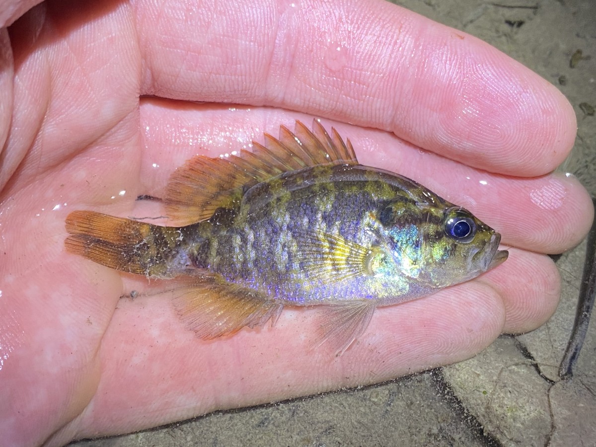 Sunfish, Warmouth (SW Indiana)