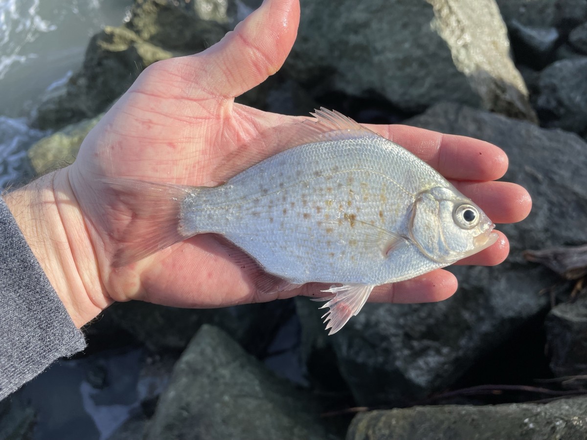 Surfperch, Calico