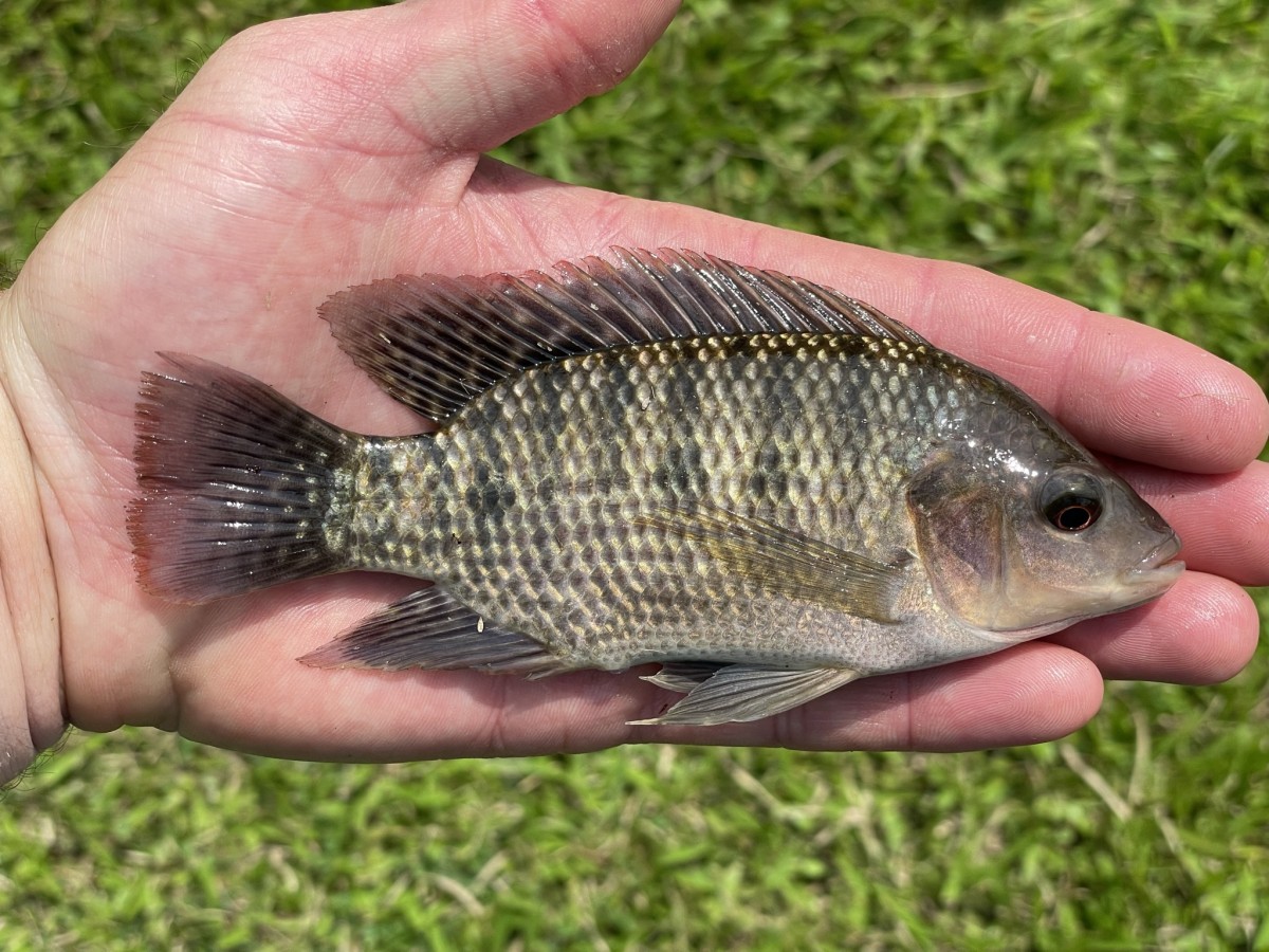 Tilapia, Nile