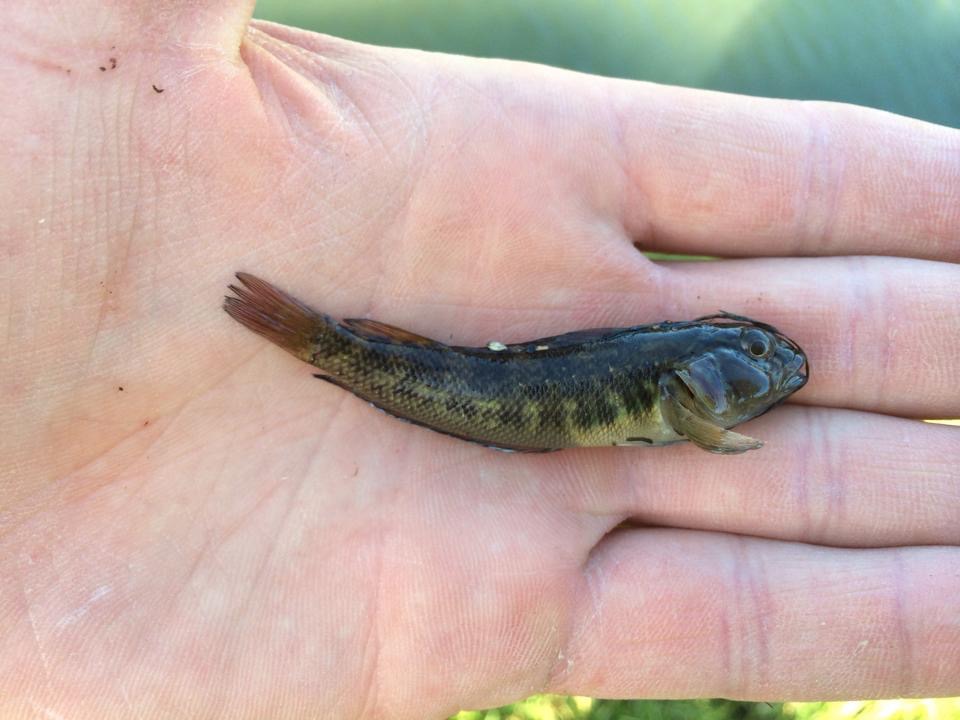 Triplefin, Estuarine