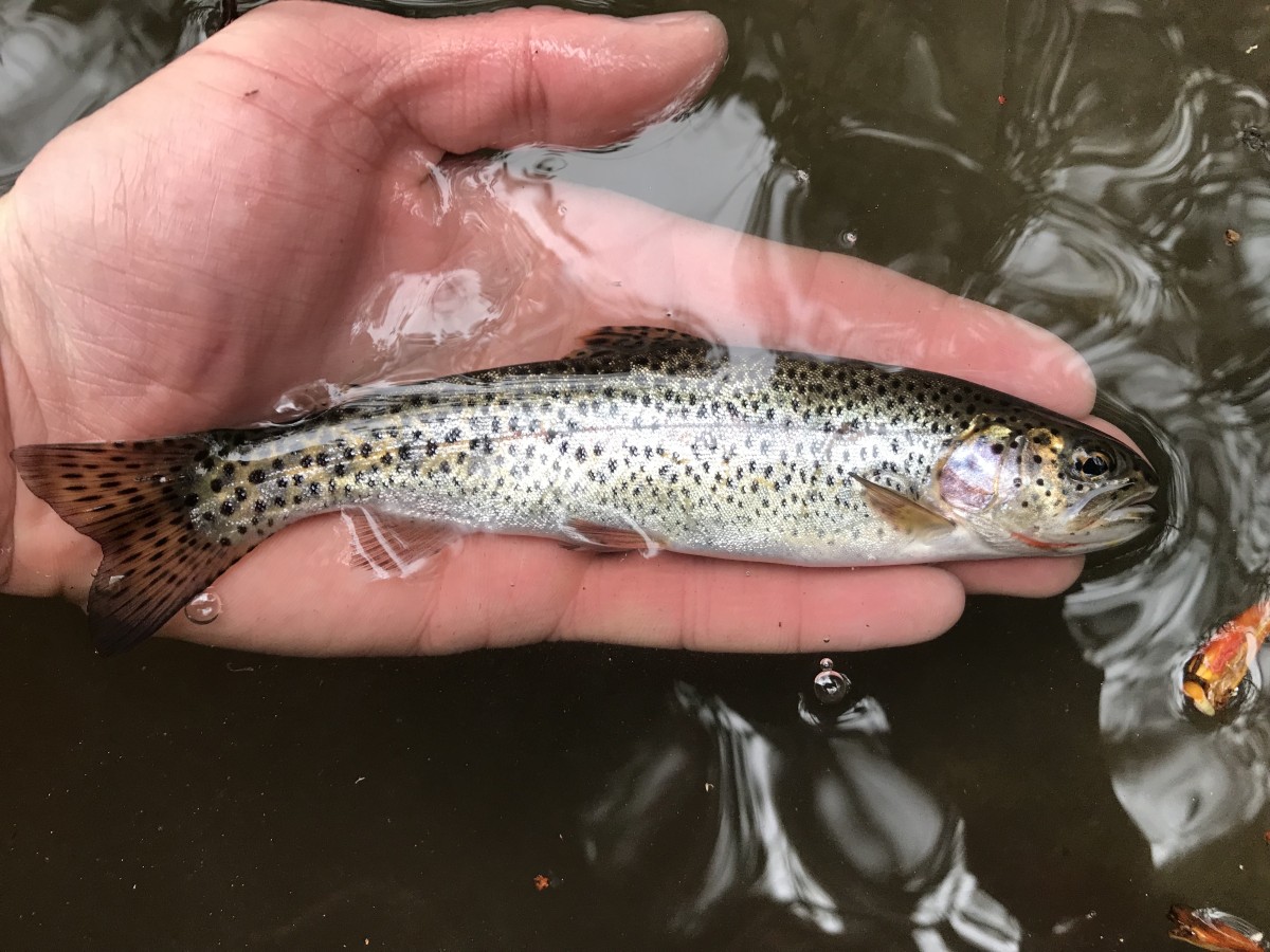 Trout, Cutthroat (Coastal)