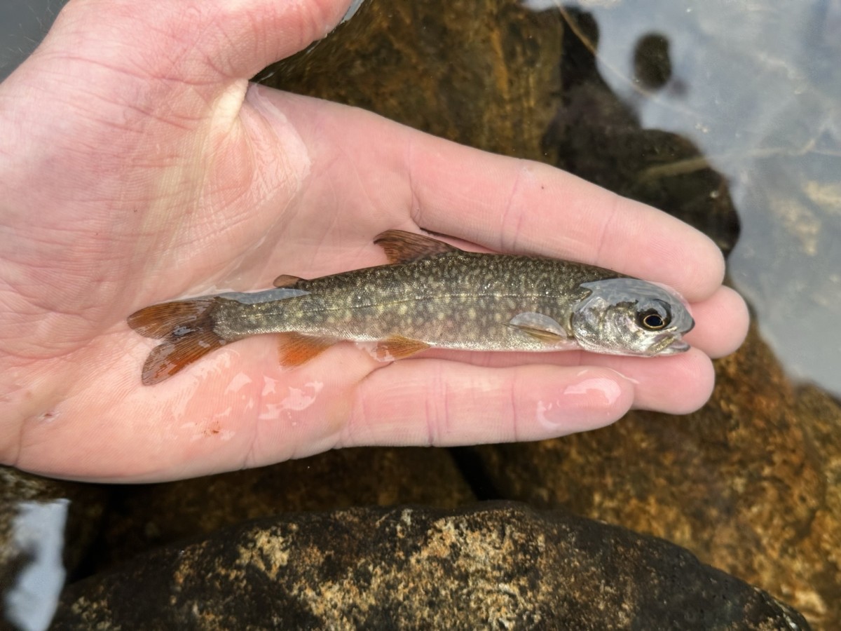 Trout, Lake (Parr)