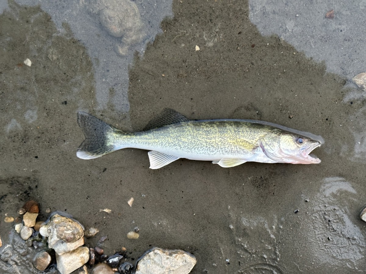 Walleye