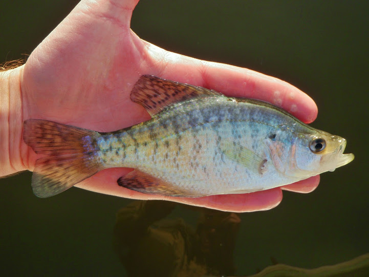 White Crappie