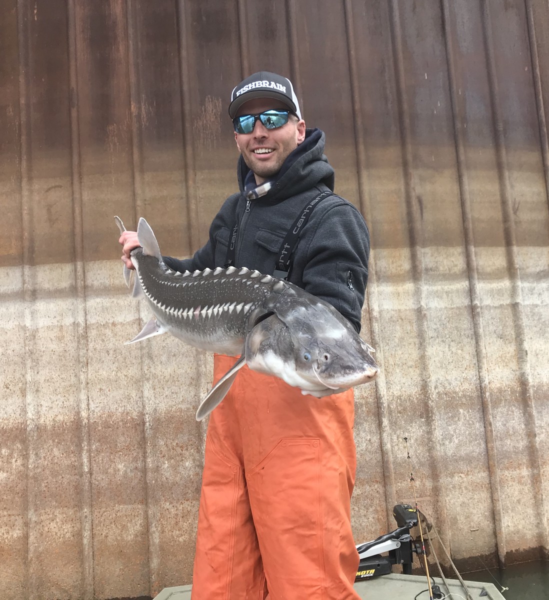 White Sturgeon