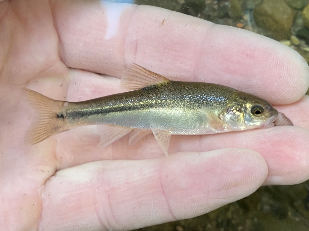 Agosia chrysogaster, Longfin Dace