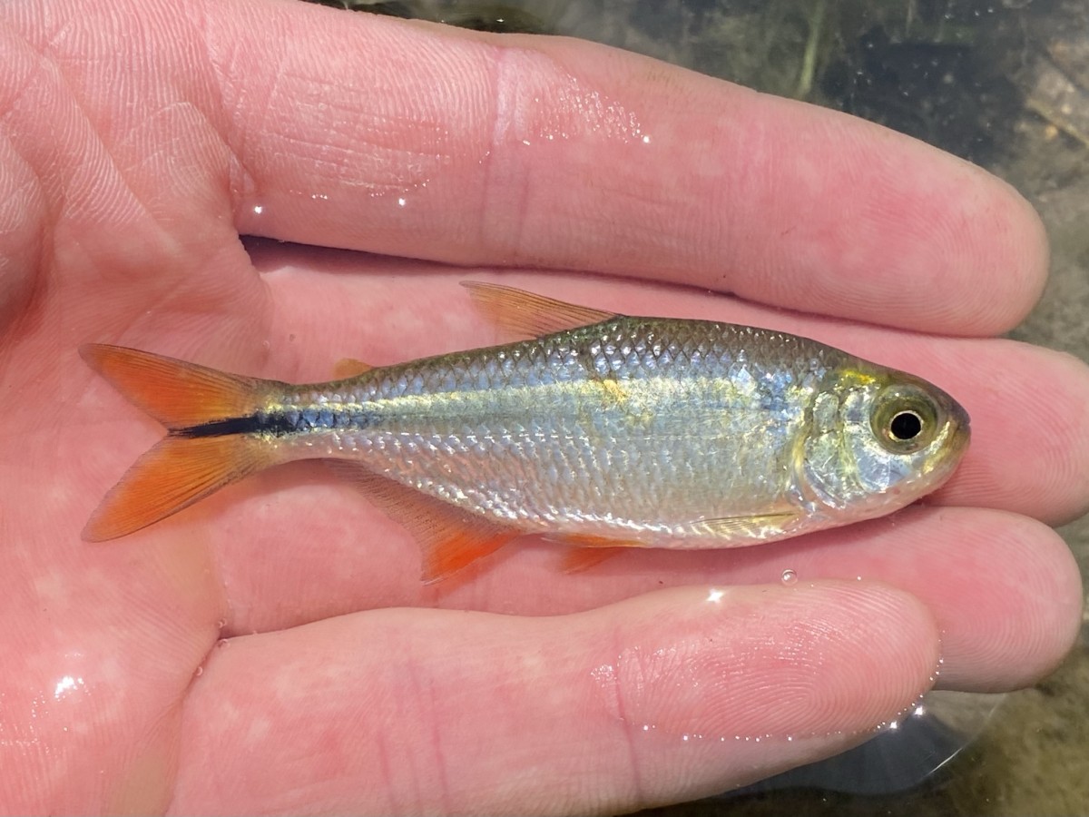 Astyanax argentus, Texan Tetra