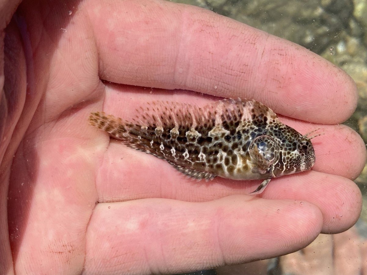 Blenny, Bay