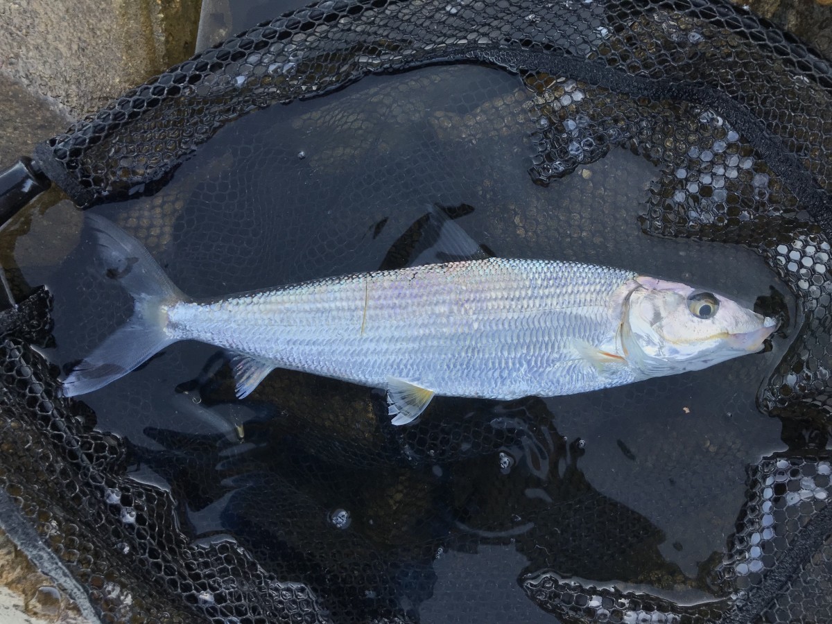 Bonefish, Cortez