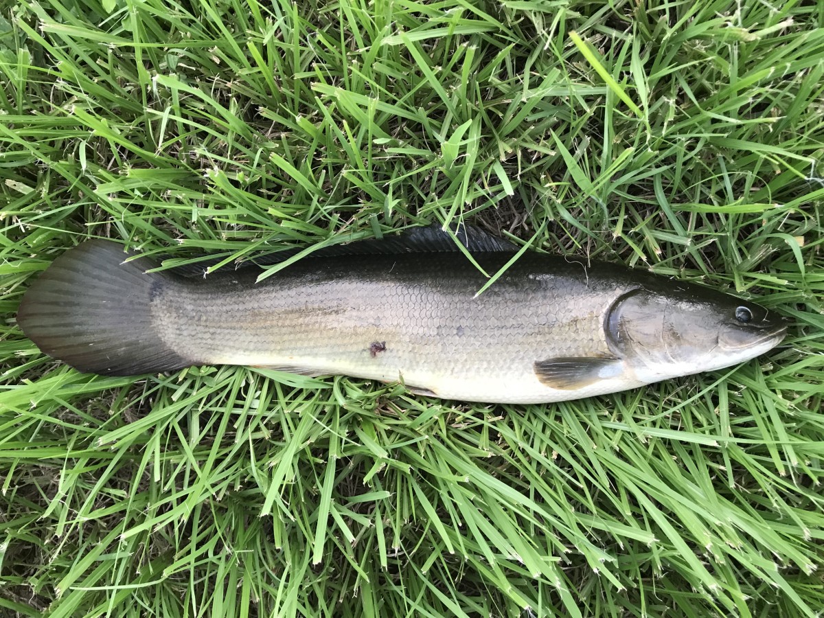 Bowfin