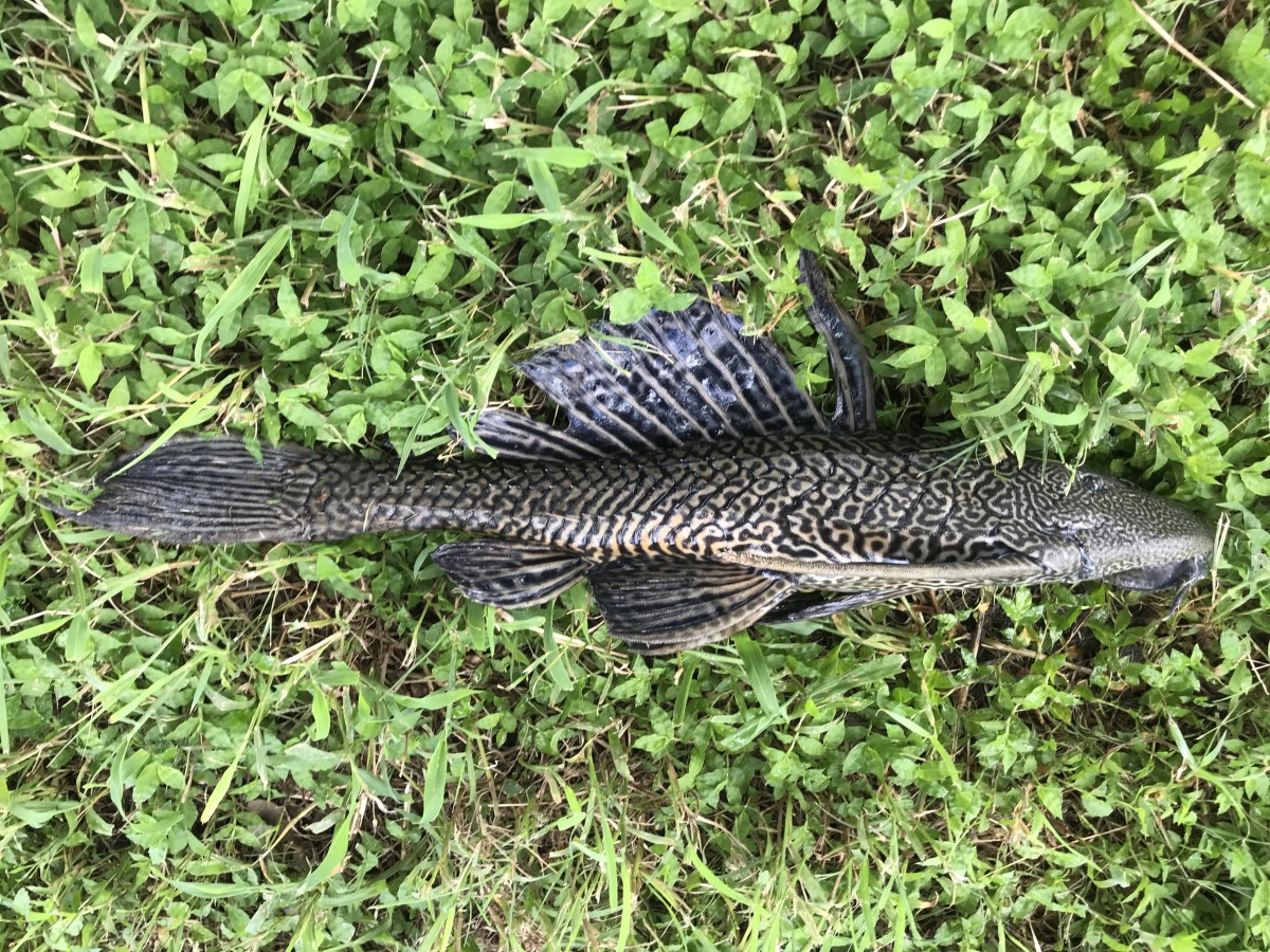 Catfish, Vermiculated Sailfin