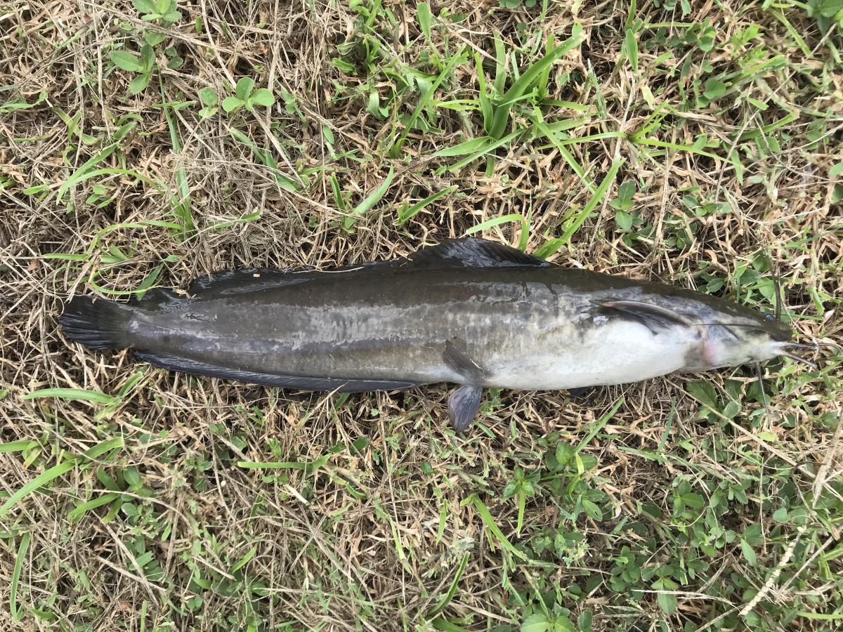 Catfish, Walking