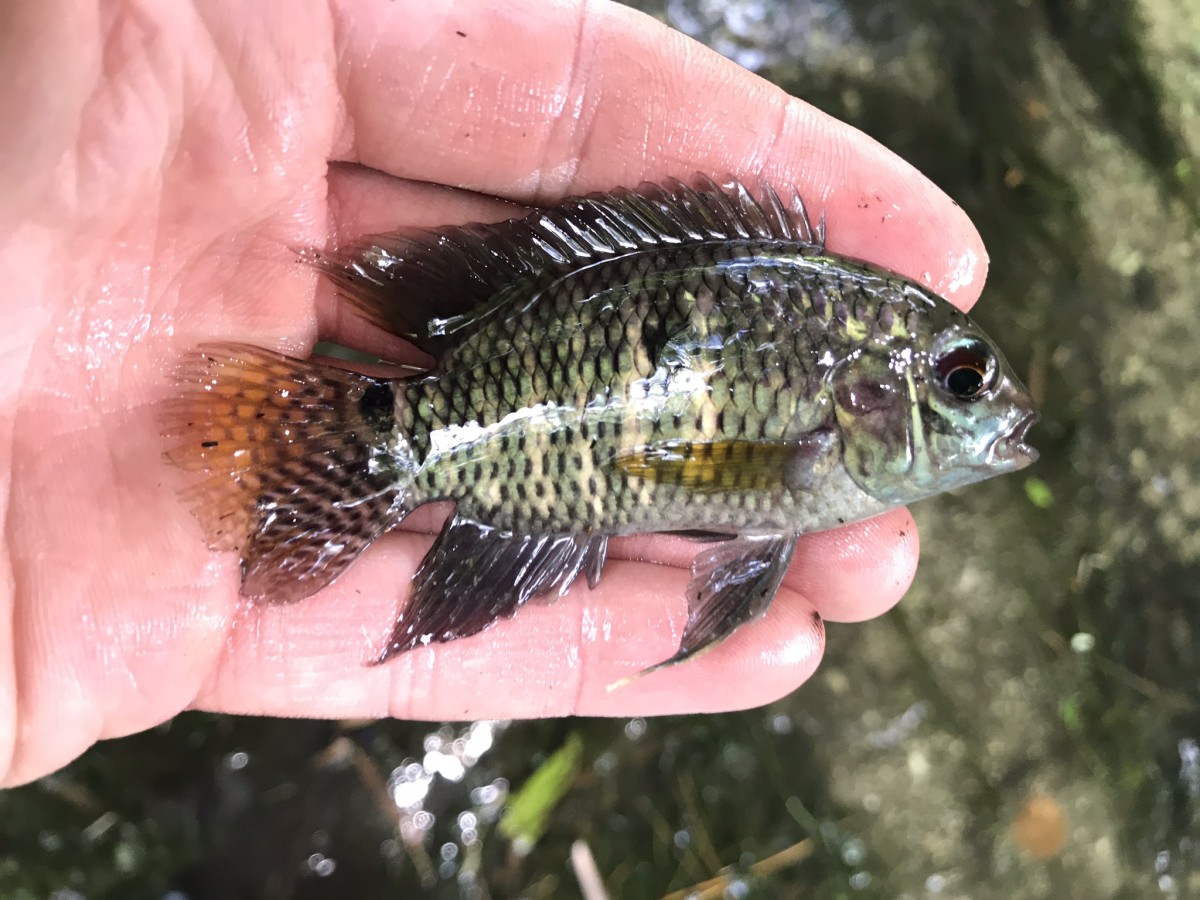 Cichlid, Black Acara