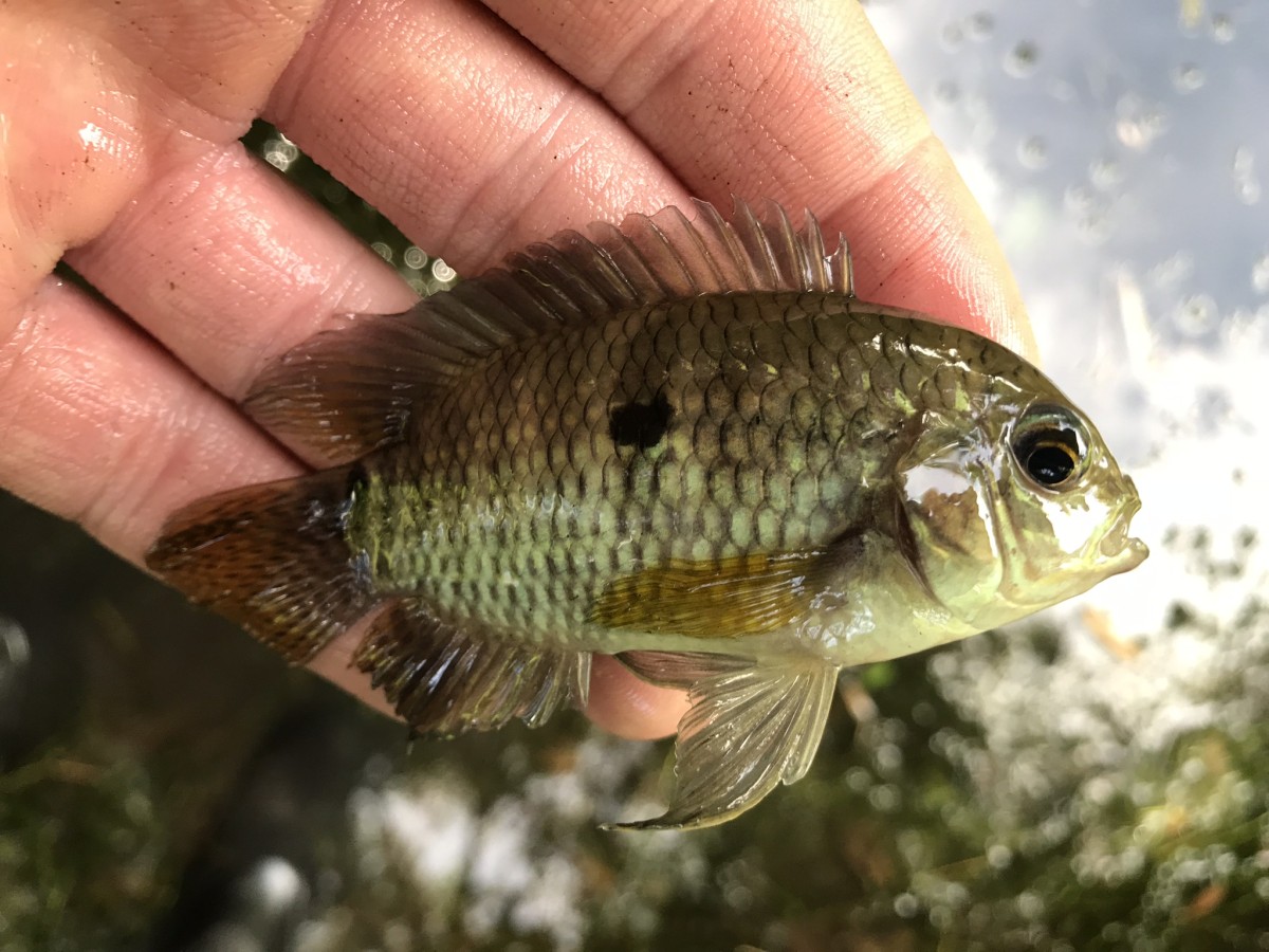 Cichlid, Dimerus