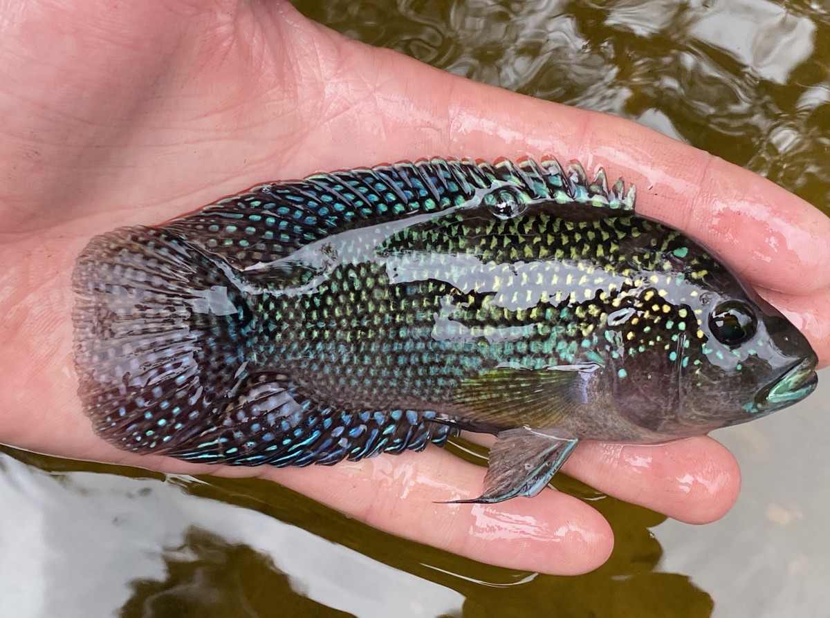 Cichlid, Jack Dempsey (1)