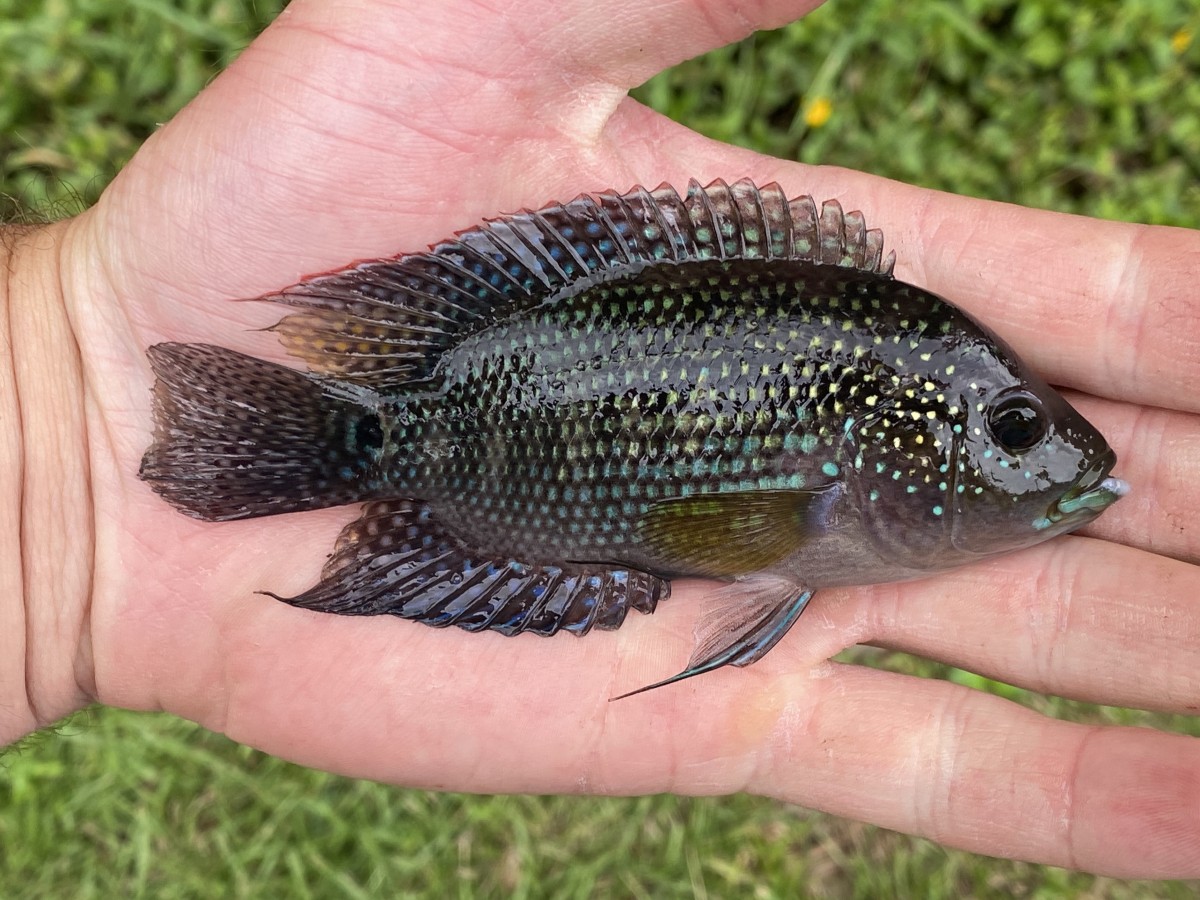 Cichlid, Jack Dempsey