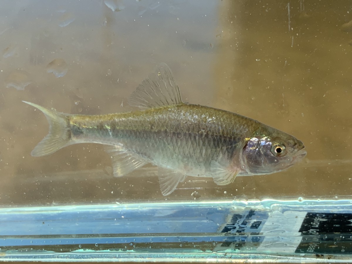 Cyprinella lutrensis, Red Shiner (Female)