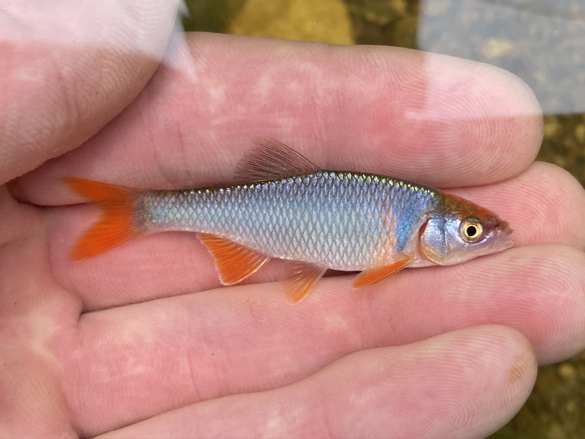 Cyprinella lutrensis, Red Shiner (Nuptial Male)