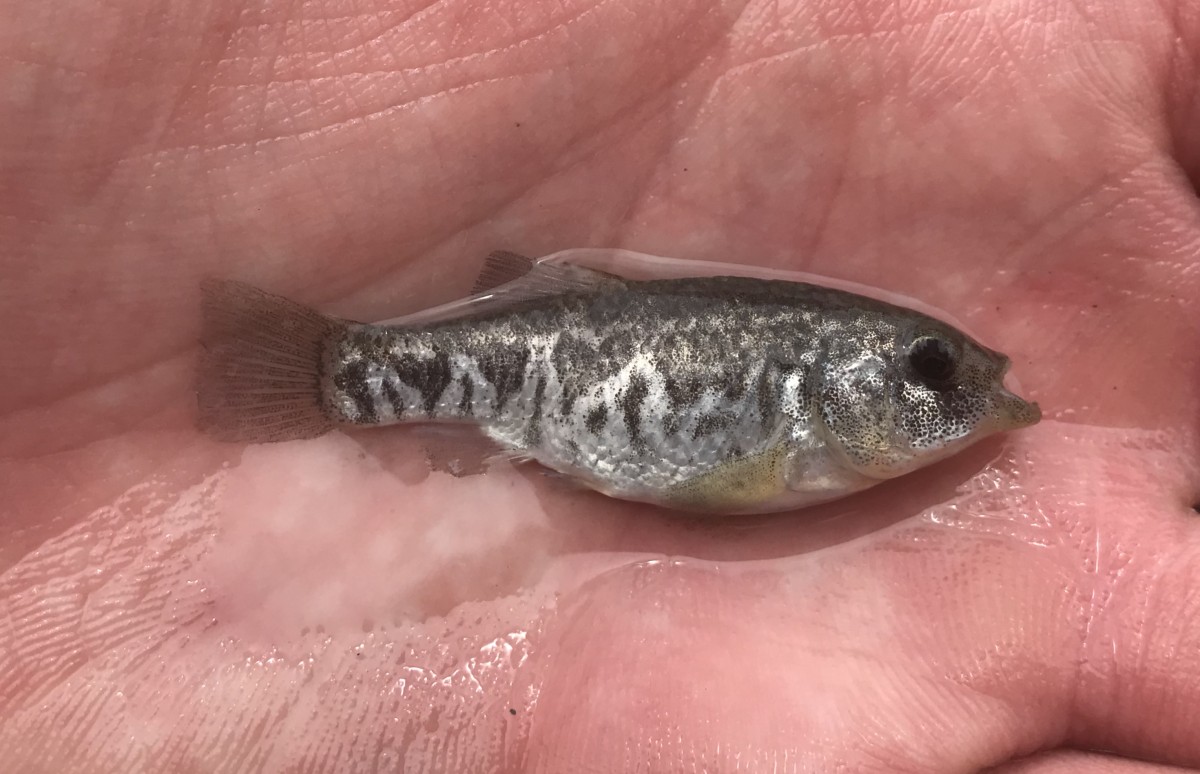 Cyprinodon pecosensis, Pecos Pupfish