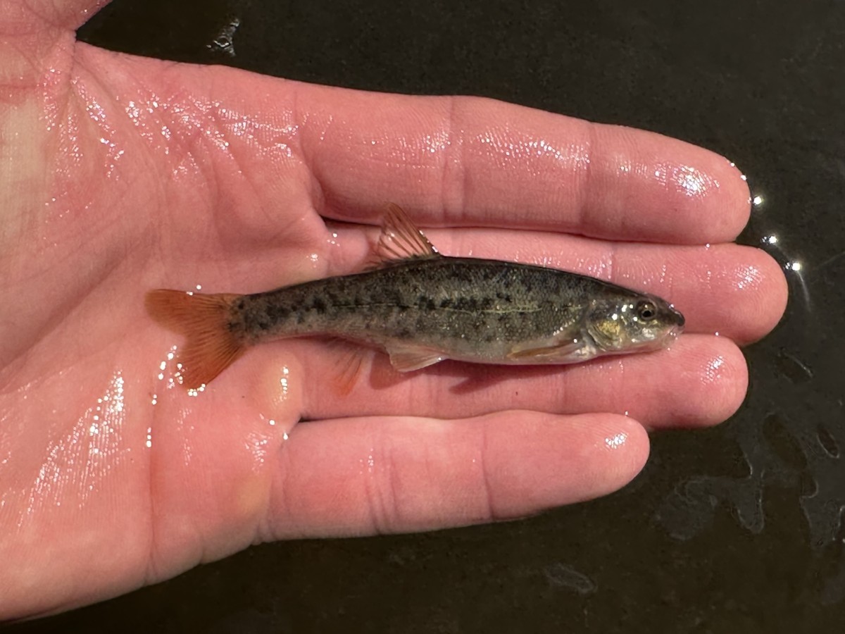 Dace, Speckled (Rock Creek, ID)