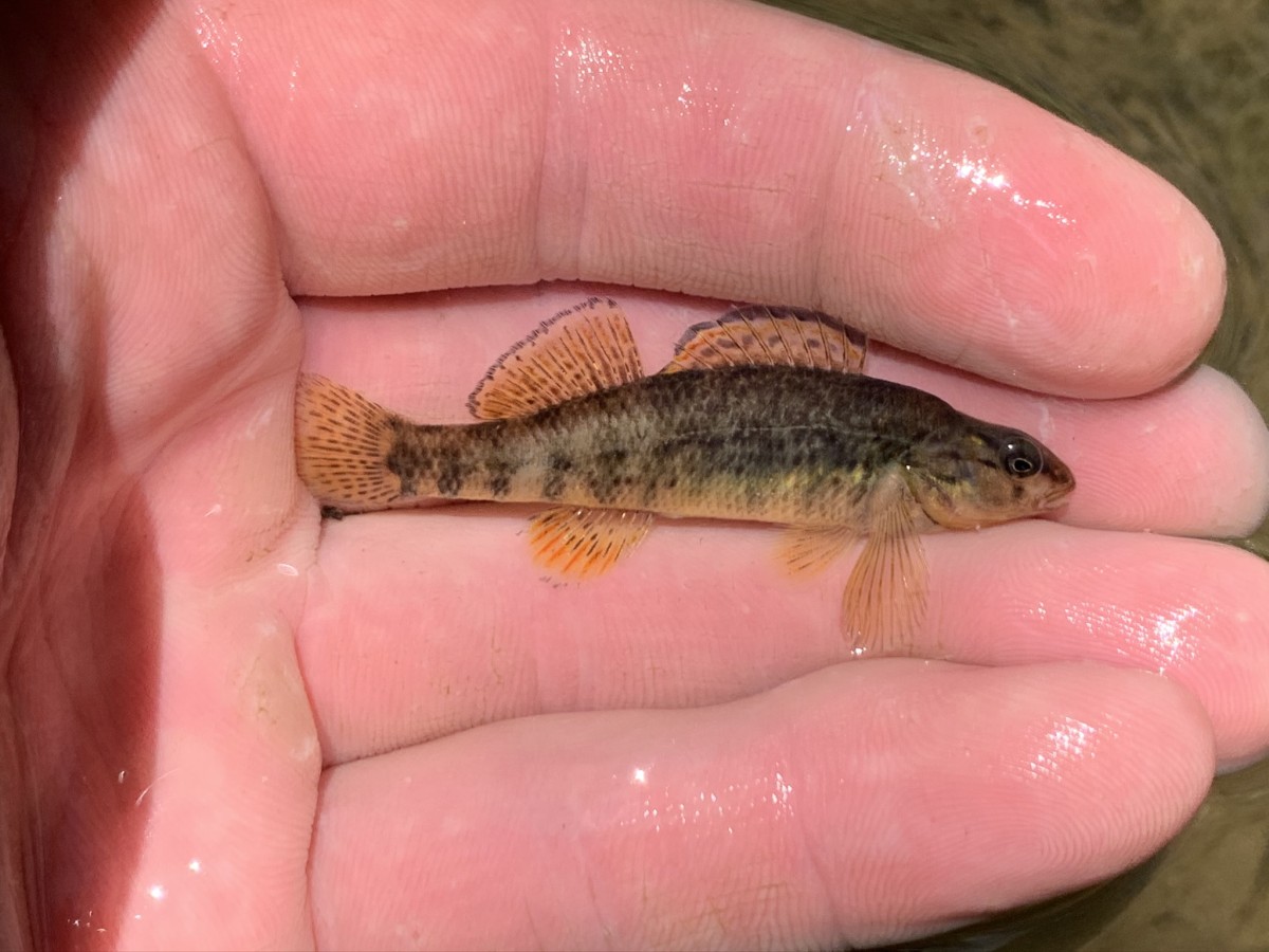 Darter, Rainbow (Female, Blue River @ Milltown)