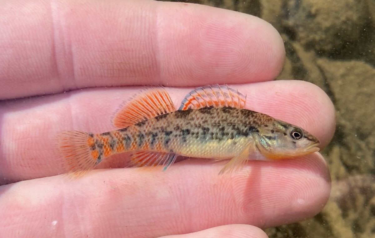 Darter, Rainbow (Panther Branch, AL)