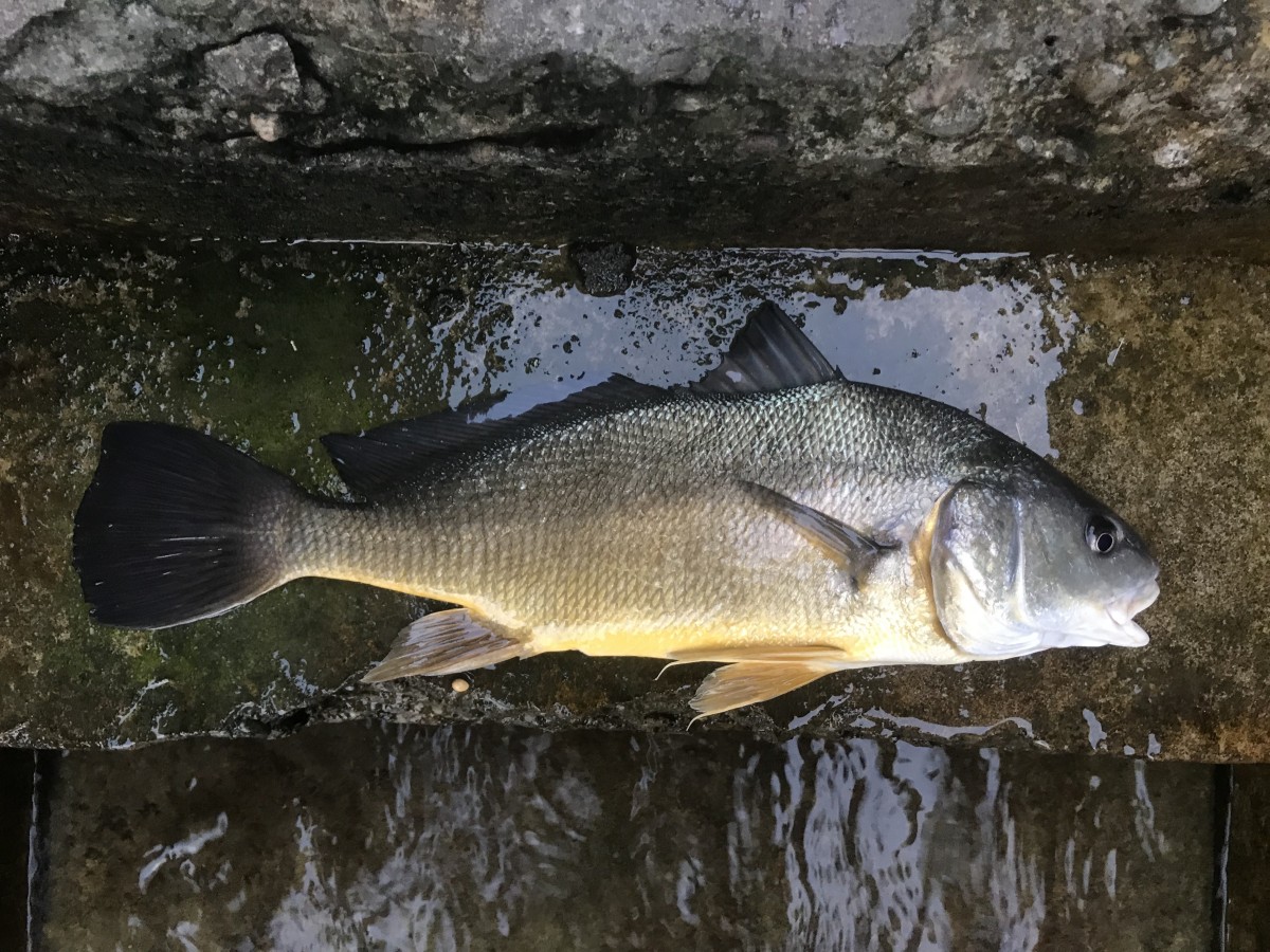 Drum, Freshwater