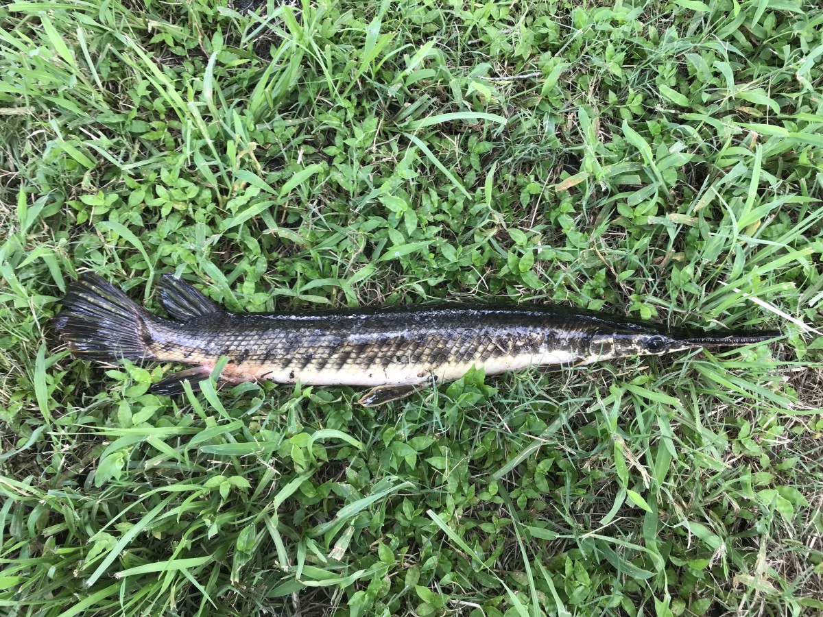 Gar, Florida