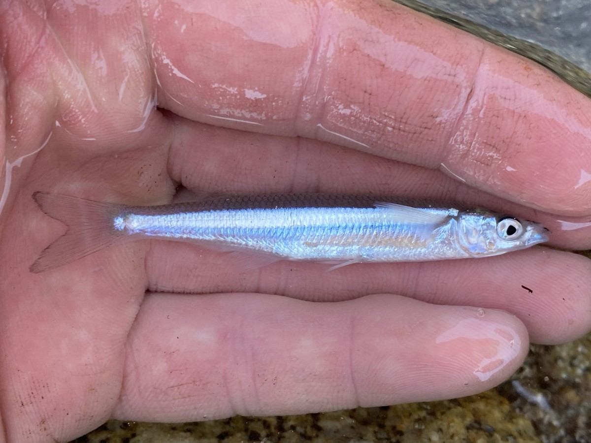 Grunion, Gulf